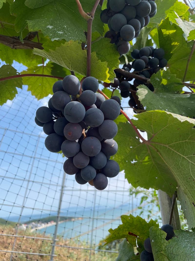 224wineryの店内・料理の写真 3枚目
