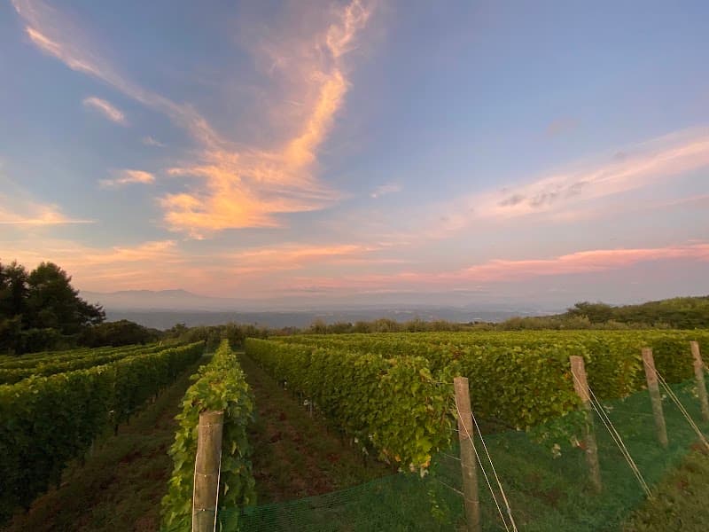 getta wines
