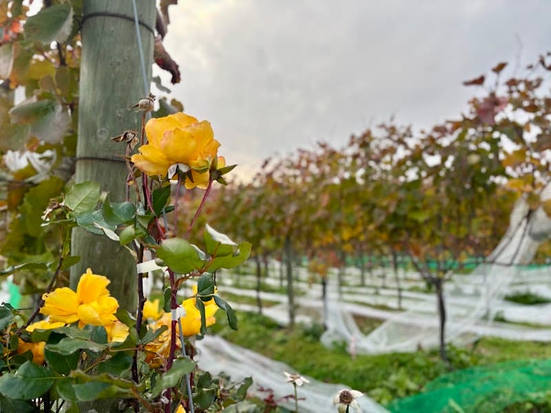 Due Punti Vineyards（ドゥエ プンティ ヴィンヤーズ）