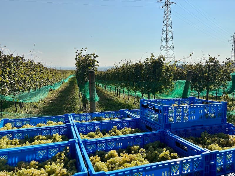 Due Punti Vineyards（ドゥエ プンティ ヴィンヤーズ）の店内・料理の写真 2枚目