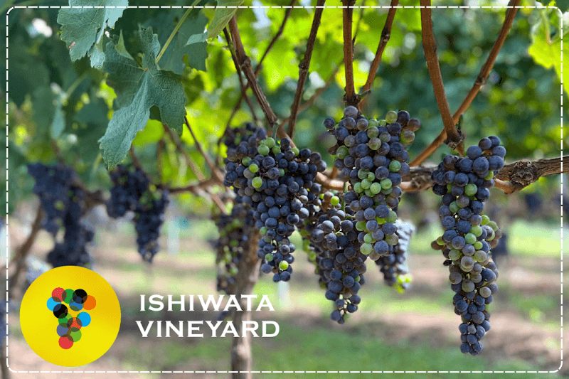 株式会社ISHIWATA VINEYARD