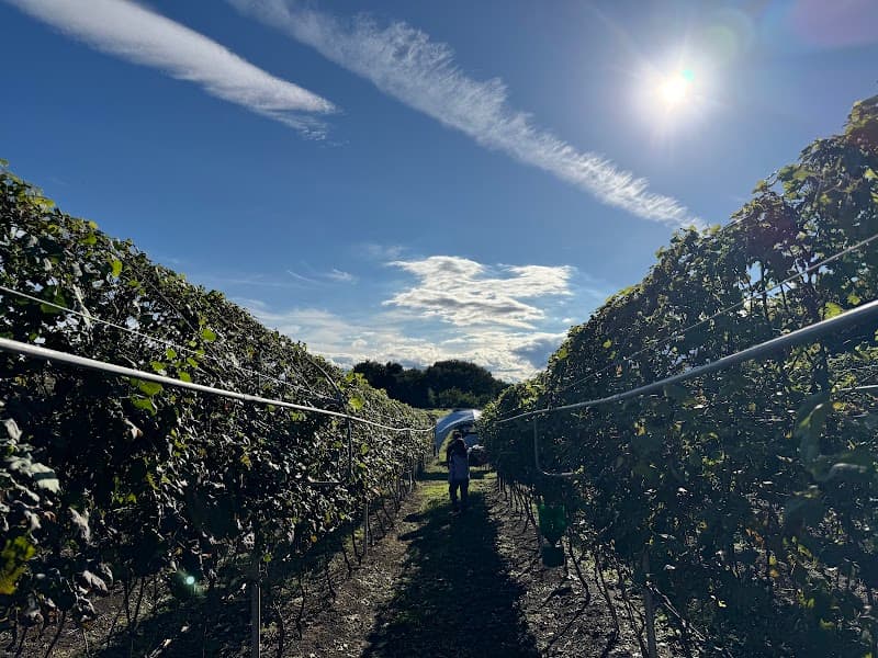 株式会社ISHIWATA VINEYARDの店内・料理の写真 3枚目