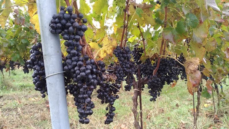 Sail the Ship Vineyard