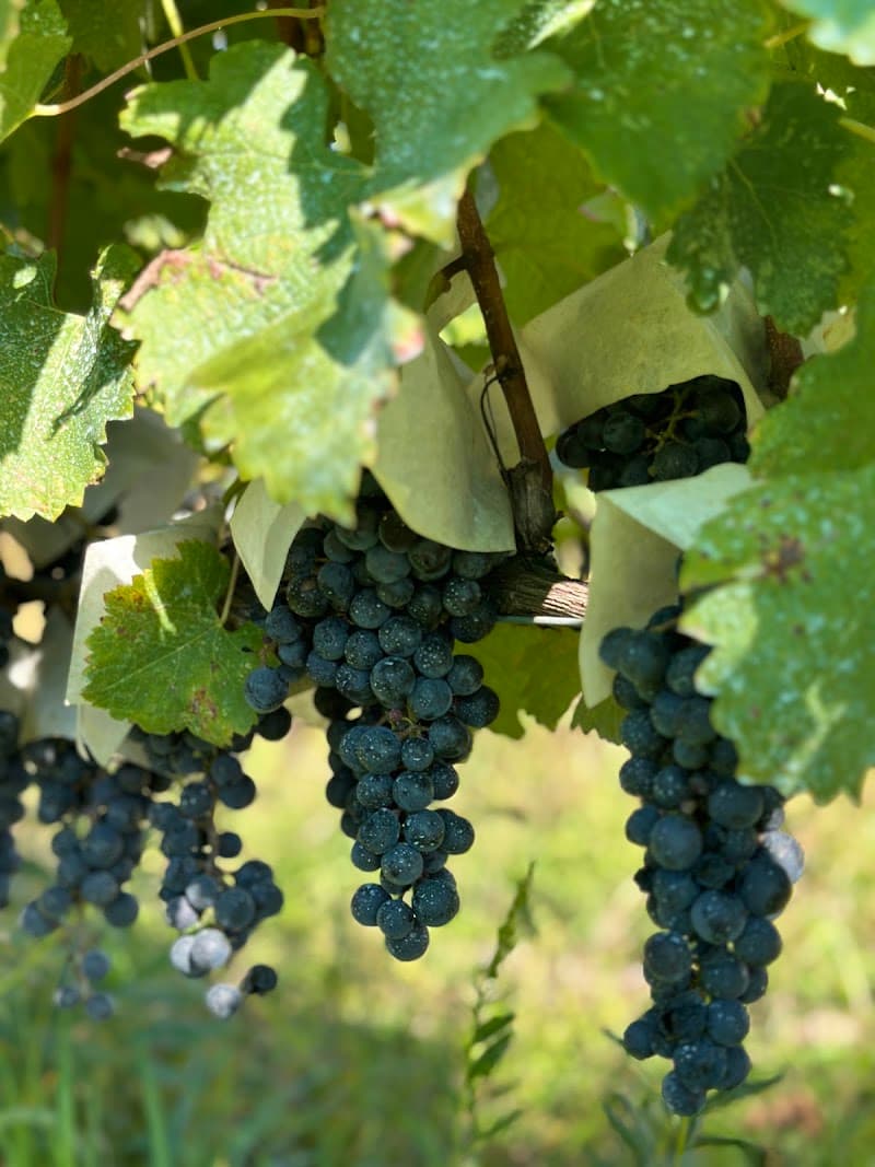 TOMORROW WINES(トゥモローワイン)