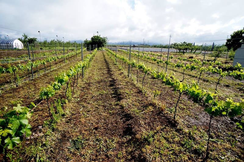 GAKUFARM & WINERY